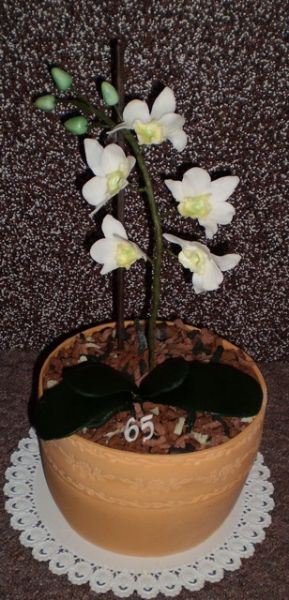 orchidea v kvetináči na želanie