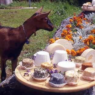 Kozí syr domáca výroba