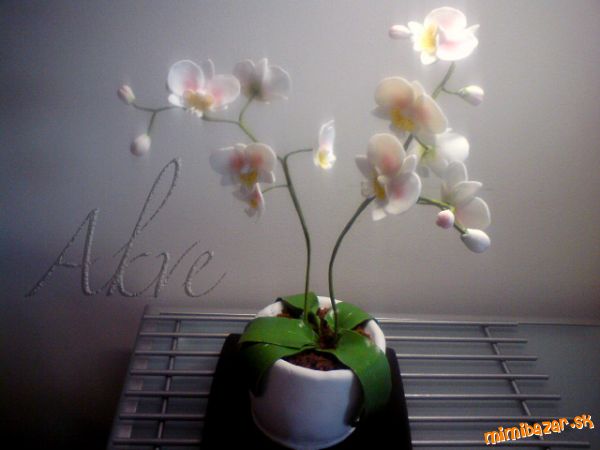 orchidea s fotopostupom... a ešte mercedes menej podarený ...