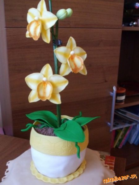 Moja prvá orchidejka pre svokru k narodeninám bez vykrajovačiek ...