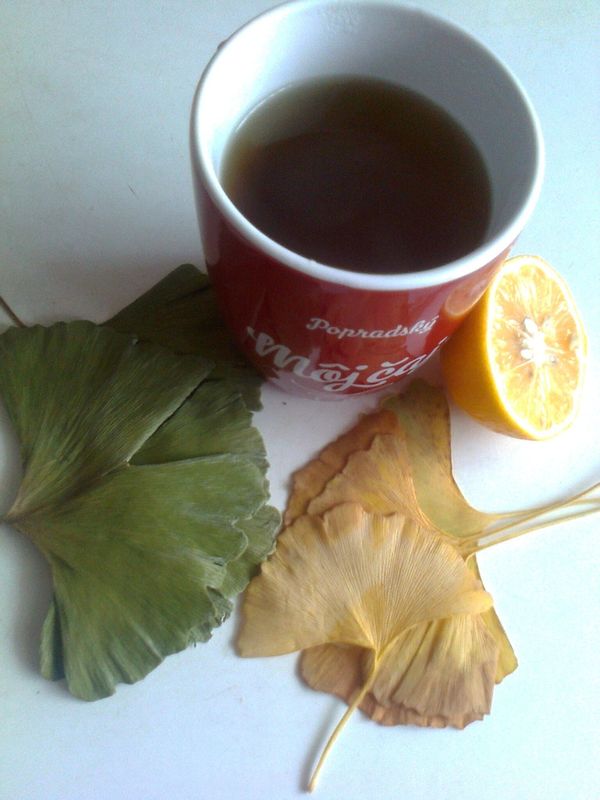 Čaj z Ginka Biloba